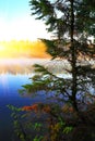 Lonely fir tree growing in a pond at sunrise Royalty Free Stock Photo