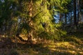 Woodland. Lonely fir tree in the pine forest backlit by the sun. Against the background of the forest Royalty Free Stock Photo