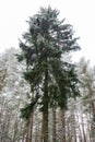 Lonely fir-tree