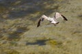 Lonely flight just above the Baltic Sea waters Royalty Free Stock Photo