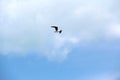 Lonely flight of a seagull. Royalty Free Stock Photo