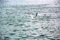 Lonely flight of a seagull. Royalty Free Stock Photo