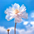 Lonely flower on the background of the blue sky Royalty Free Stock Photo