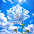 Lonely flower on the background of the blue sky Royalty Free Stock Photo