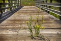 Lonely flower on bridge