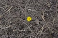 flower and dirt Royalty Free Stock Photo