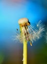 The lonely flower of a dandelion stops to blossom Royalty Free Stock Photo