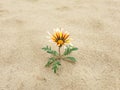 Lonely flower Gazania rigens growing in the sand in desert.