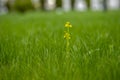 A lonely flower on the grass Royalty Free Stock Photo