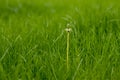 A lonely flower on the grass Royalty Free Stock Photo