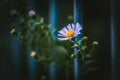 Lonely flower outside the fence. Freedom concept