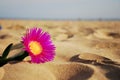 Lonely flower on a sandy beach