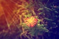 Lonely flower at sunris ,Abstarct hope background Royalty Free Stock Photo