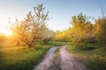 Lonely flowering fruit trees in the garden with road Royalty Free Stock Photo