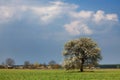 Lonely flowering tree in a field against a blue sky Royalty Free Stock Photo