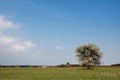 Lonely flowering tree in a field against a blue sky Royalty Free Stock Photo