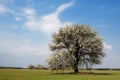 Lonely flowering tree in a field against a blue sky Royalty Free Stock Photo