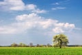 Lonely flowering tree in a field against a blue sky Royalty Free Stock Photo