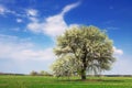 Lonely flowering tree in a field against a blue sky Royalty Free Stock Photo