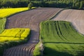 Lonely flowering tree among green fields Fields of rapeseed cultivation Lubelszczyzna Royalty Free Stock Photo