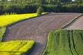 Lonely flowering tree among green fields Fields of rapeseed cultivation Lubelszczyzna Royalty Free Stock Photo