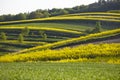 Lonely flowering tree among green fields Fields of rapeseed cultivation Lubelszczyzna Royalty Free Stock Photo