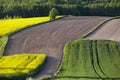 Lonely flowering tree among green fields Fields of rapeseed cultivation Lubelszczyzna