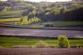 Lonely flowering tree among green fields Fields of rapeseed cultivation Lubelszczyzna Royalty Free Stock Photo