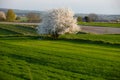 Lonely flowering tree among green fields Fields of rapeseed cultivation Lubelszczyzna Royalty Free Stock Photo