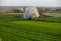 Lonely flowering tree among green fields Fields of rapeseed cultivation Lubelszczyzna Royalty Free Stock Photo