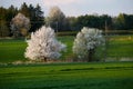 Lonely flowering tree among green fields Fields of rapeseed cultivation Lubelszczyzna Royalty Free Stock Photo