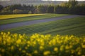 Lonely flowering tree among green fields Fields of rapeseed cultivation Lubelszczyzna Royalty Free Stock Photo