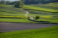 Lonely flowering tree among green fields Fields of rapeseed cultivation Lubelszczyzna Royalty Free Stock Photo