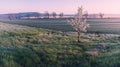 Lonely flowering tree