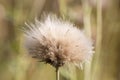 lonely fluffy dandelion. Autumn dandelion on a blurry green background. Royalty Free Stock Photo