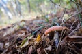 Lonely fly agaric grows among the fallen leaves in the autumn forest