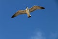 Lonely flying seagull on a background of blue sky. Royalty Free Stock Photo