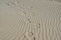 Lonely footprints in the sand dunes in the Netherlands Royalty Free Stock Photo