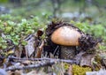 Lonely forest mushroom