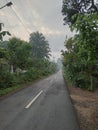 lonely forest road