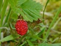 Lonely forest strawberry Royalty Free Stock Photo