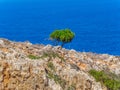 Lonely fresh green tree on a rocky mountain - blue sea in the background