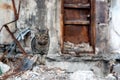 Lonely frightened cat near a destroyed and burnt house in Ukraine