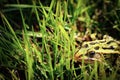 The Lonely Frog Royalty Free Stock Photo