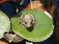 Lonely frog Royalty Free Stock Photo