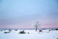 Lonely frosty tree in a great plain area