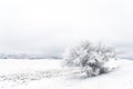 Lonely frozen bare tree in a field covered with hoarfrost, winter scene