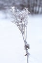 Lonely frozen branch or flower in ice crystals on a snowy background.