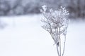 Lonely frozen branch or flower in ice crystals on a snowy background.