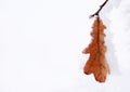 Lonely frozen oak leaf covered with white fluffy snow, free space